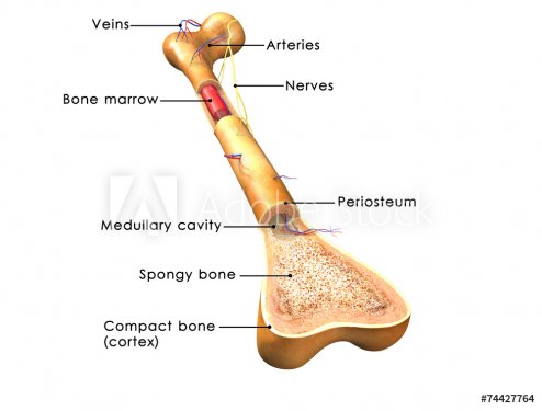 Structure of bone - 901145879