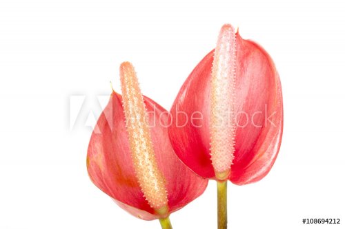Studio Shot of Red Anthurium Flower and Anther 3 - 901149028