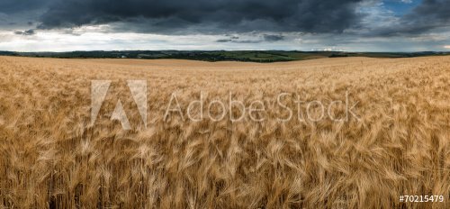 Stunning countryside landscape wheat field in Summer sunset - 901143217