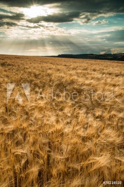 Stunning countryside landscape wheat field in Summer sunset