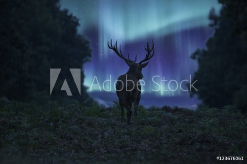 Stunning landscape image of red deer stag silhouetted against No - 901151389