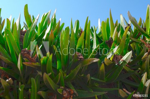 Succulents in a garden in Oia on Santorini in Greece. - 901143178