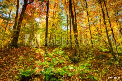 Sun Light in an Autumn Forest