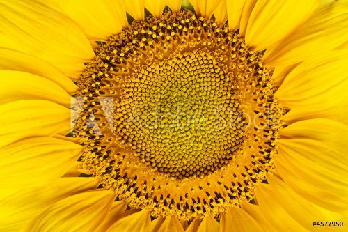 Sunflower - 900636605