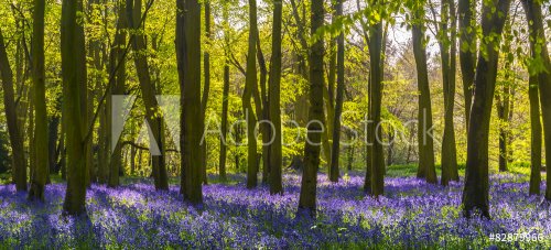 Sunlight casts shadows across bluebells in a wood - 901145637