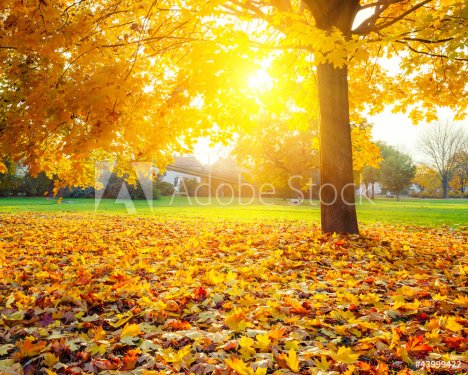 Sunny autumn foliage - 900577452