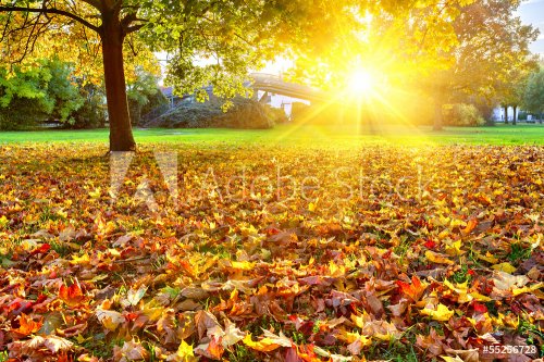 Sunny autumn foliage - 901139703