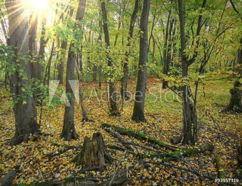 Sunny forest in autumn