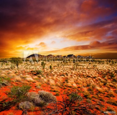 Sunset Desert Beauty
