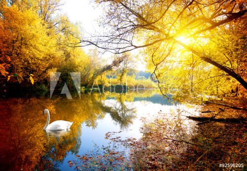 Swan in autumn - 901148360