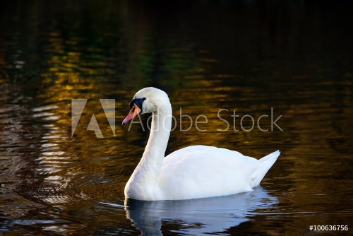 Swan in autumn colored water - 901148367