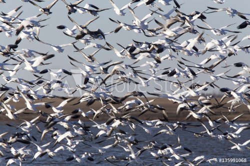 Swarm of Snow Geese - 901150285