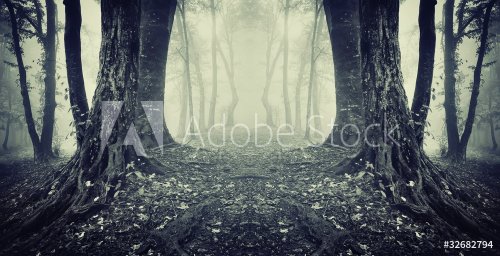 symmetrical photo of a secret passage in a mysterious forest fog