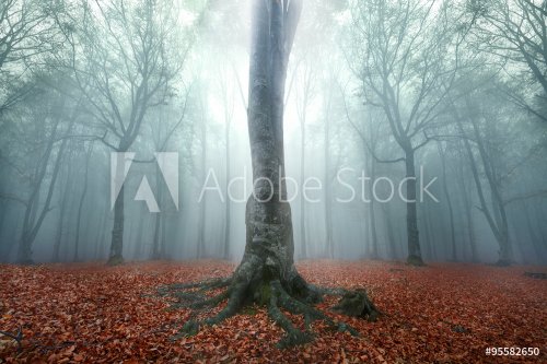 Symmetry in foggy forest. Light coming from above on the tree