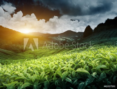 Tea plantation - 900650563