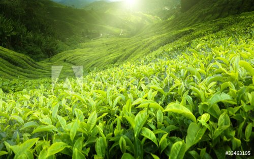 Tea plantation Cameron highlands, Malaysia - 900103828