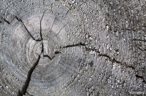Texture of an old wooden log in a cut - 901141420