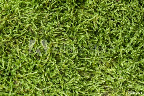 Texture of moss - 901141418