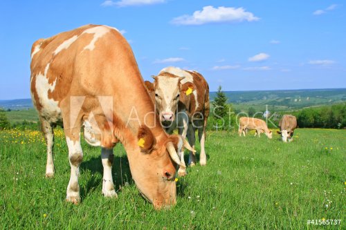 The calf near mother on a summer pasture - 900425796