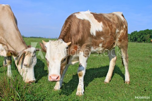 The calf near mother on a summer pasture