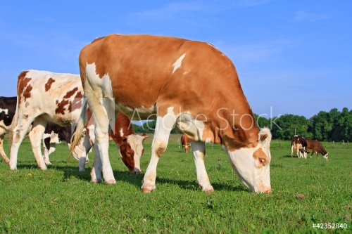 The calf on a summer pasture. - 900444490
