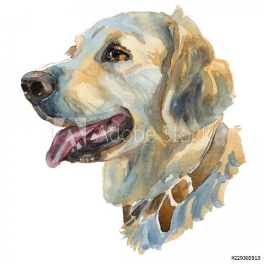 The golden retriever. Hand painted, isolated on white background watercolor dog portrait.