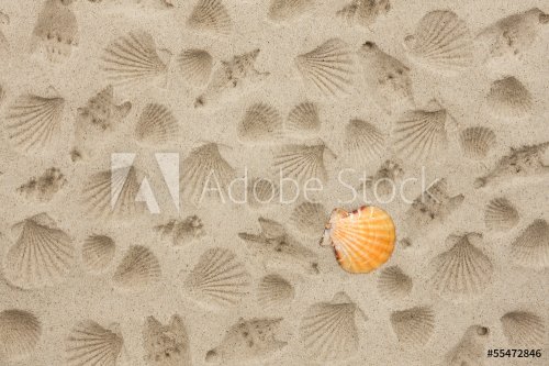 The prints of seashells on the sand - 901145148