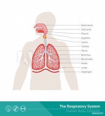 The respiratory system - 901145823
