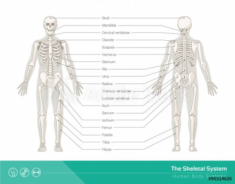 The skeletal system