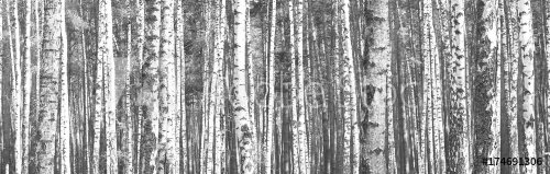 The trunks of birch trees. Black and white panorama with birches in retro style.
