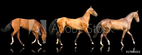 three akhal-teke horses isolated on black - 901144360