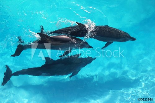 three dolphins high angle view turquoise water