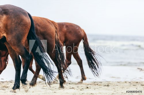 Three horse rumps on the beach in a close up. - 901154356