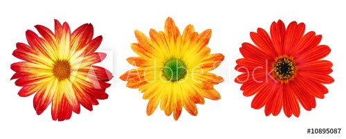 Three perfect daisies isolated on white with clipping path