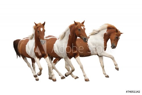 Three skewbald horses galloping isolated - 901144286