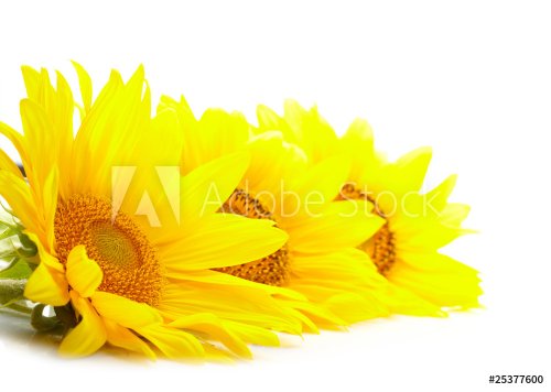 Three sunflowers isolated on white background