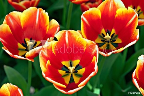 Three tulips