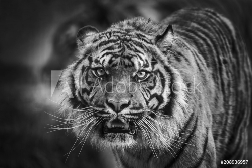 Tiger front view staring and looking straight ahead monochrome black and white image