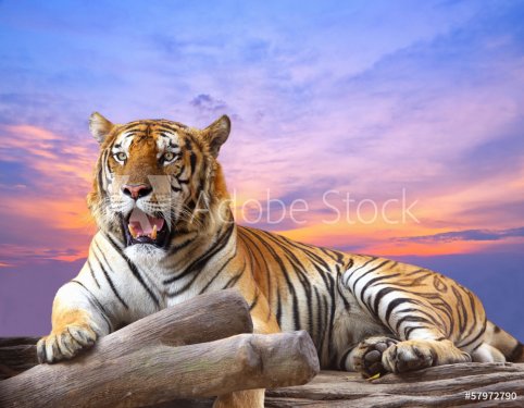 Tiger looking something on the rock with beautiful sky at sunset - 901144278