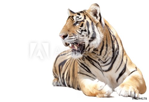 Tiger sit