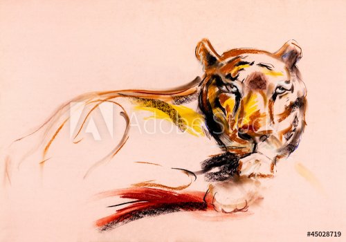 Tiger sketch - 900704900