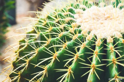 top view closeup cactus. desert plant.