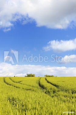 Tractor tracks through wheat fields in Rouhling - 900458217