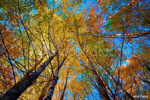 Tree canopy - 901138148