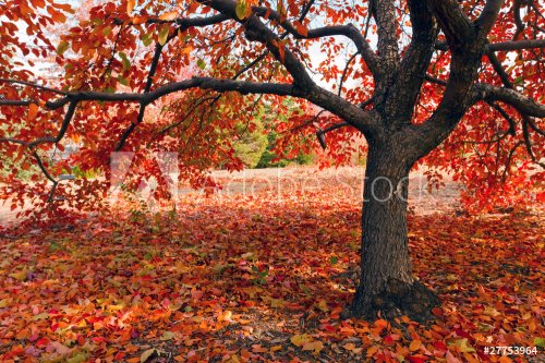 Tree in fall - 901139937
