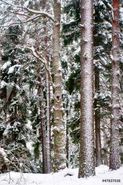 tree trunks in wild forest in winter