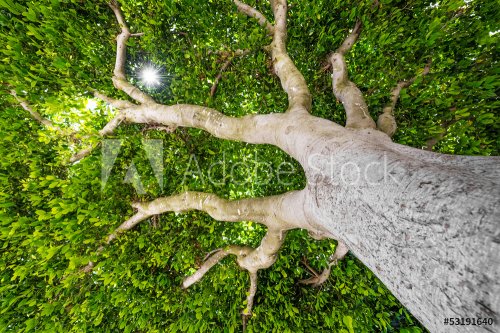 treetop -  an old tree - 901141492