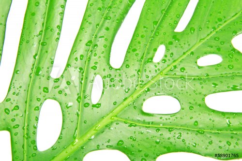 Tropical leaf with water drops - 901148912
