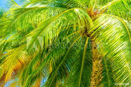 Tropical palm tree - 901152299