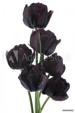 tulip - 901142572